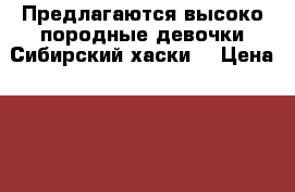 Предлагаются высоко породные девочки Сибирский хаски  › Цена ­ 30000-35000 - Томская обл., Томск г. Животные и растения » Собаки   